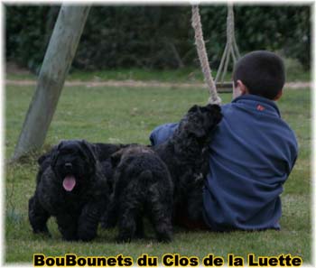 bouvier des flandres photo chiot - Elevage Clos Luette - COPYRIGHT DEPOSE